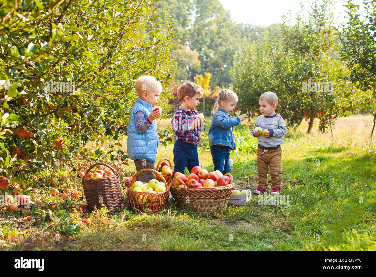 Groupe de petits enfants manger des pommes Au verger Banque D'Images