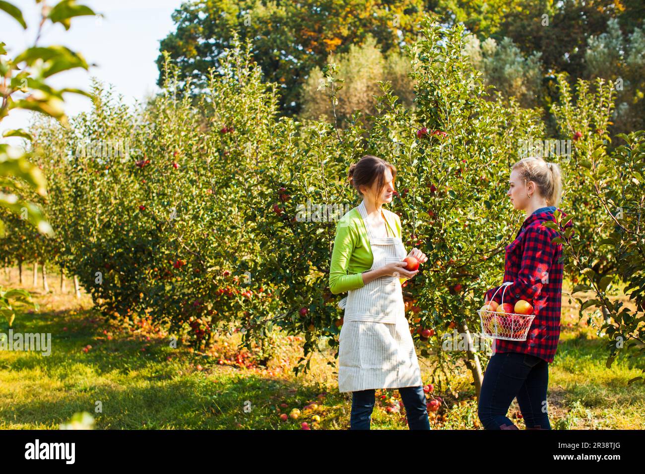 Deux adorables femmes parmi les pommiers à la ferme Banque D'Images