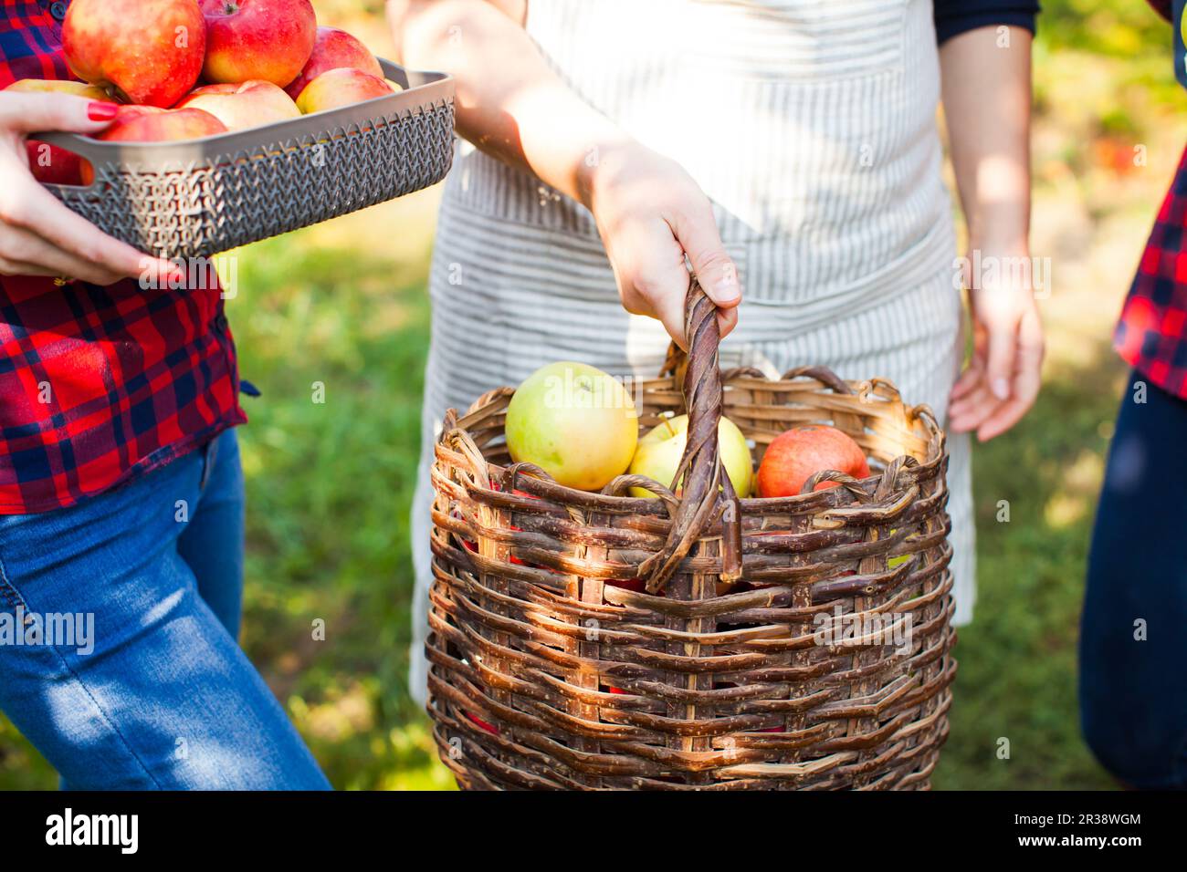 Jolies femmes dans un beau jardin d'apple Banque D'Images