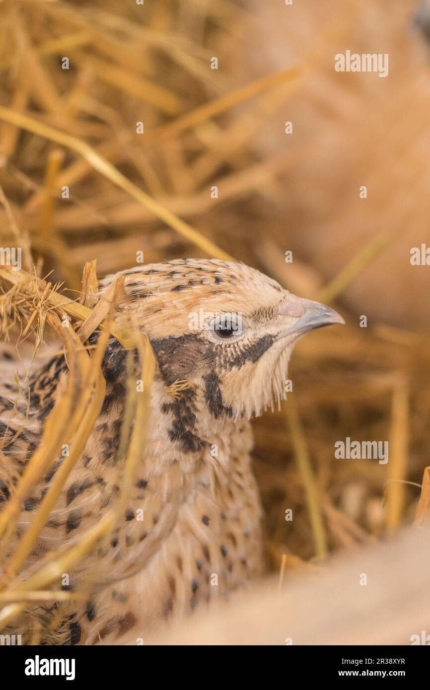 Caille dans le foin Banque D'Images