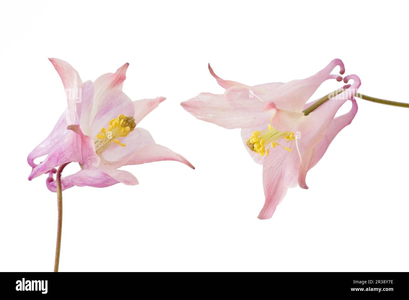 Deux columbines roses (aquilegia vulgaris), isolées Banque D'Images