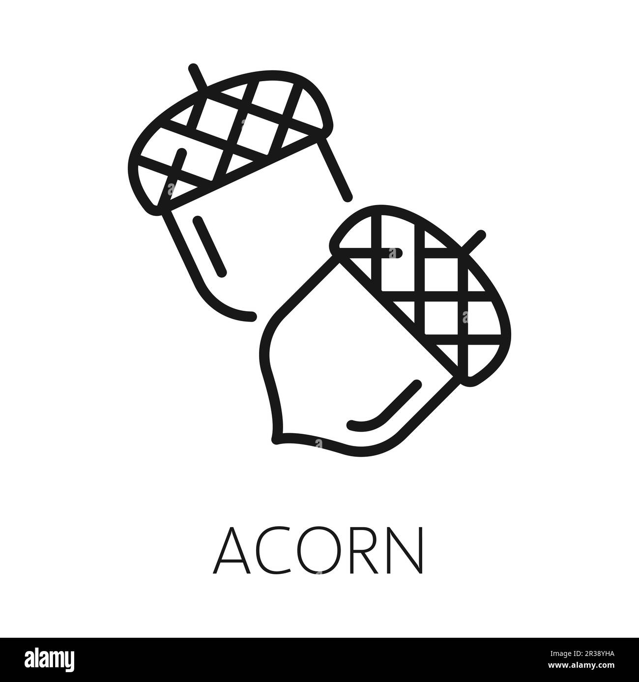 Acorn Nut isolé chêne automne fruit contour icône. Ecrou lisse Vector dans une base en forme de tasse rugueuse, fruit de chêne européen ou anglais Illustration de Vecteur