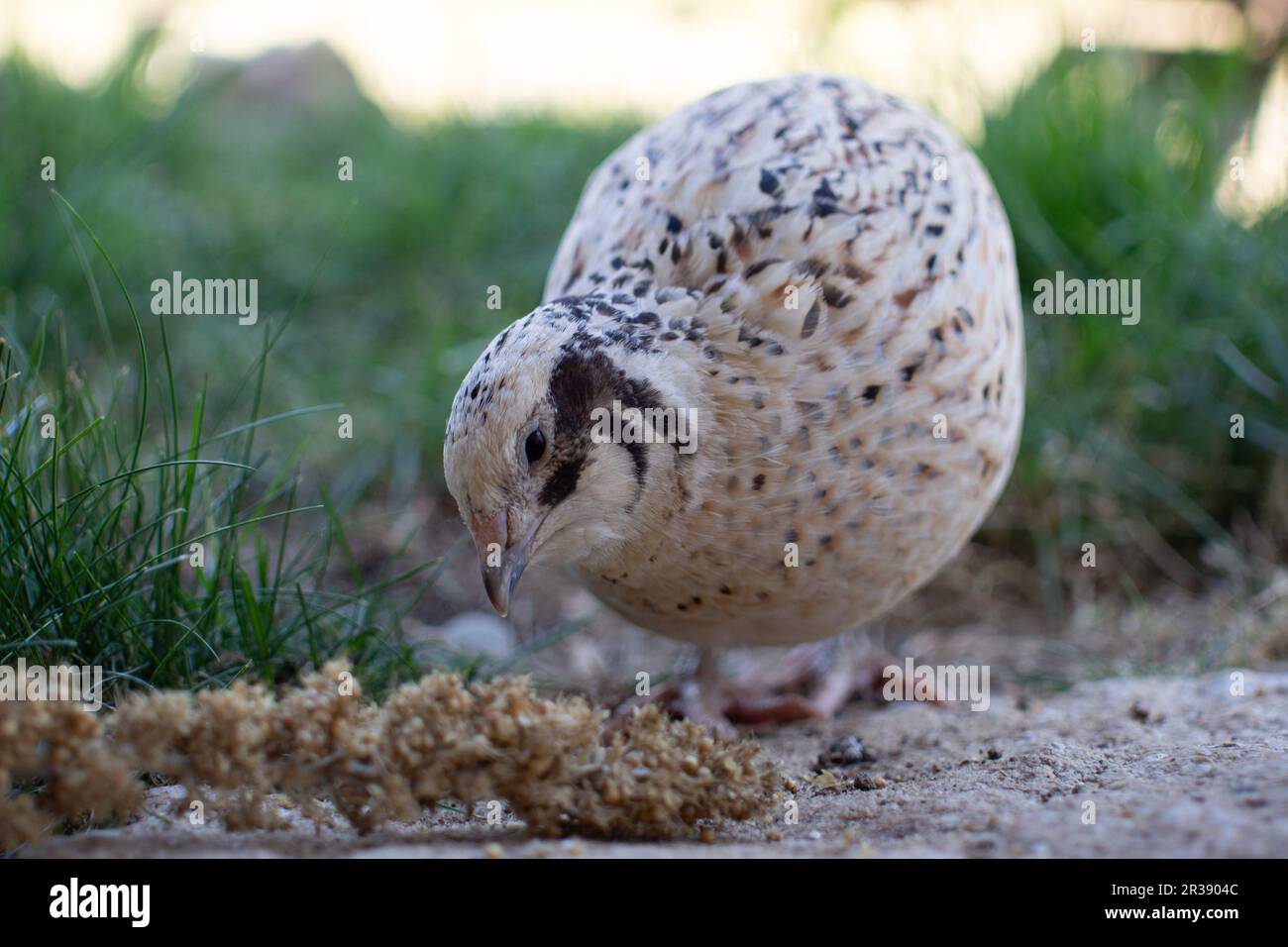 Caille Banque D'Images