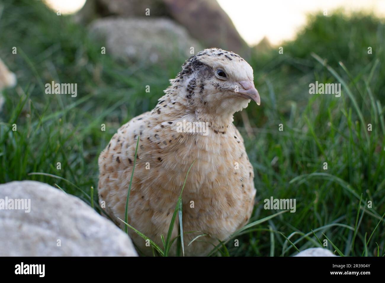 Caille Banque D'Images