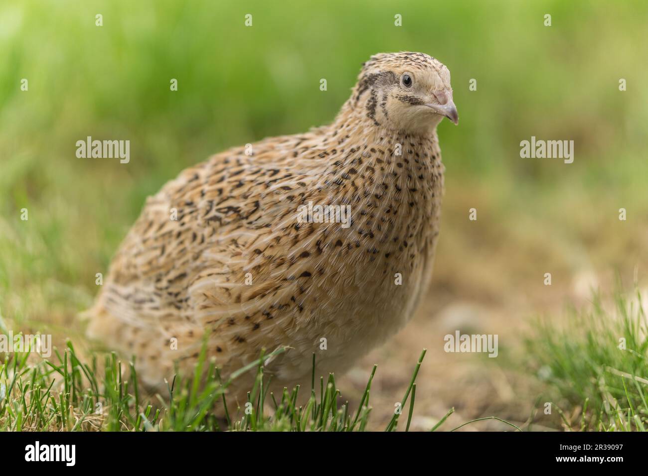 Caille dans l'herbe Banque D'Images
