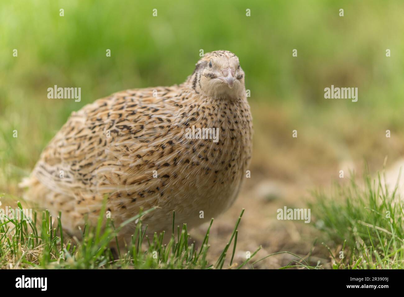 Caille dans l'herbe Banque D'Images