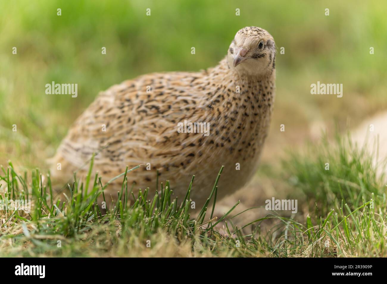 Caille dans l'herbe Banque D'Images