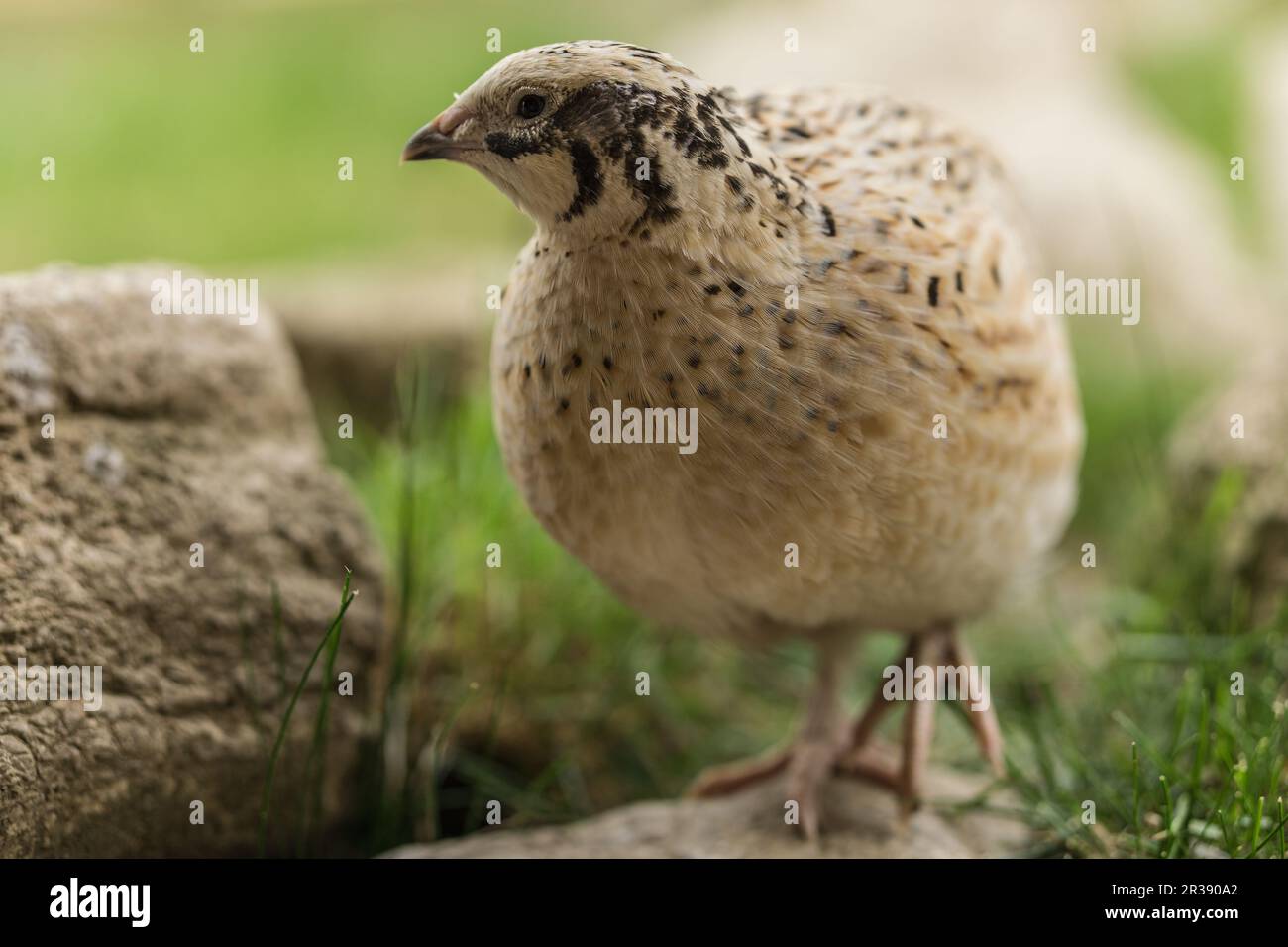 Caille dans l'herbe Banque D'Images