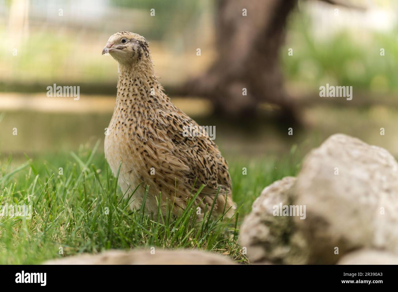Caille dans l'herbe Banque D'Images