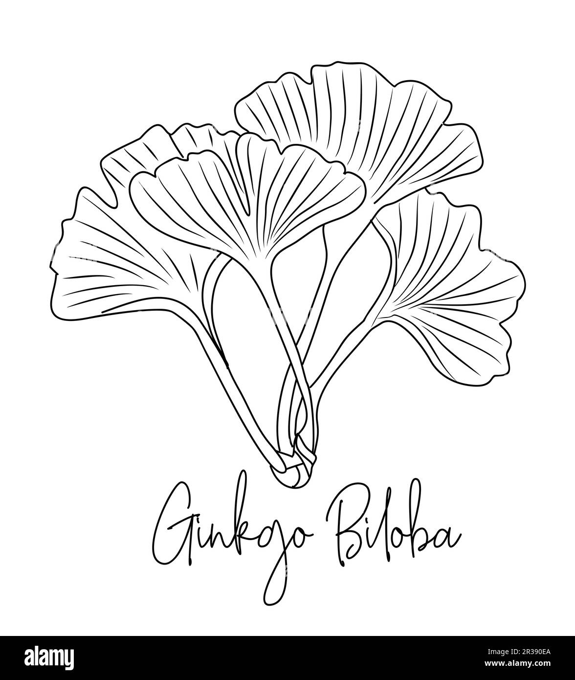 Ginkgo Biloba. Art. Aux herbes médicinales et cosmétiques Illustration de Vecteur
