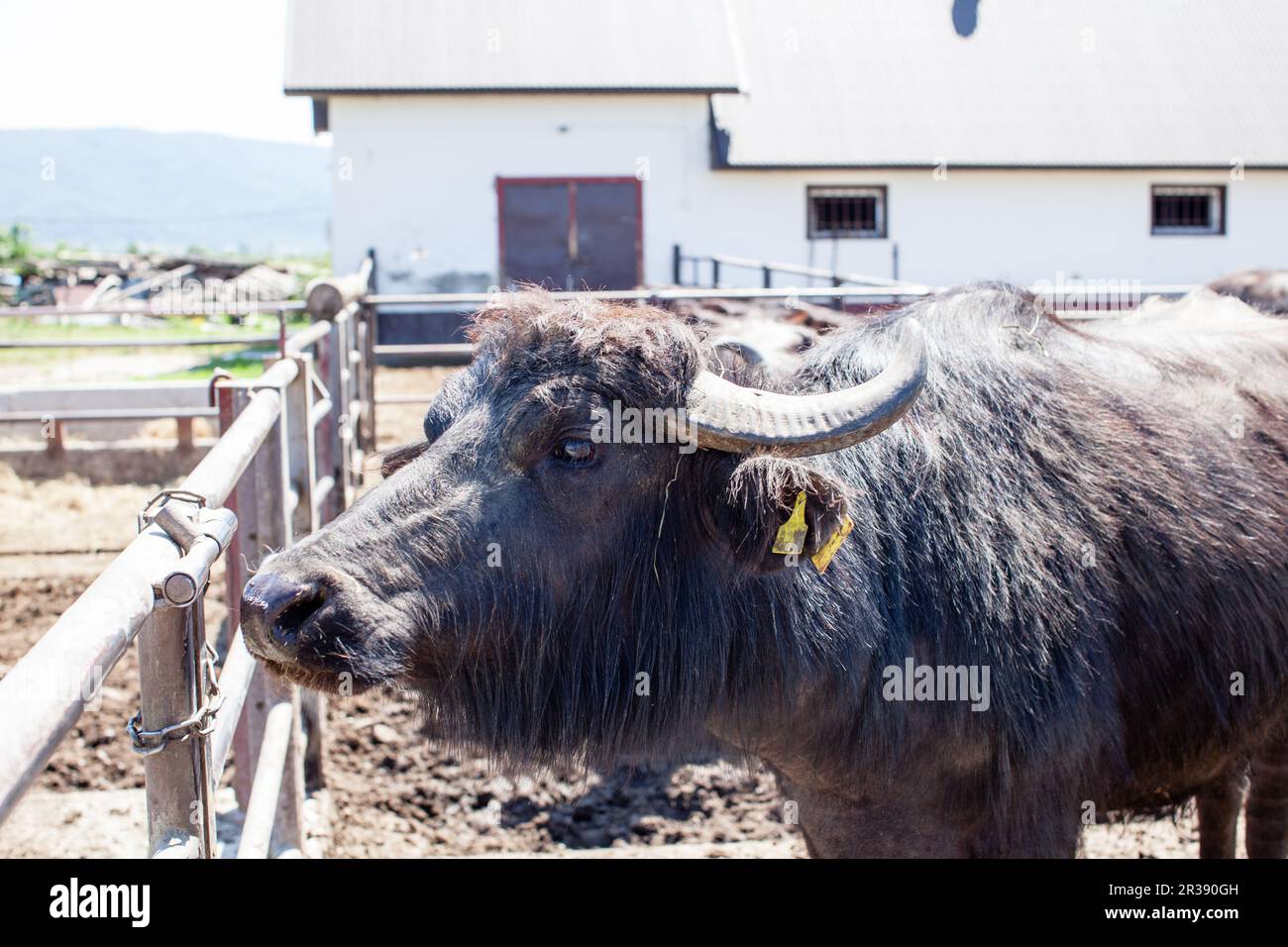 Buffles dans une ferme laitière par temps ensoleillé Banque D'Images