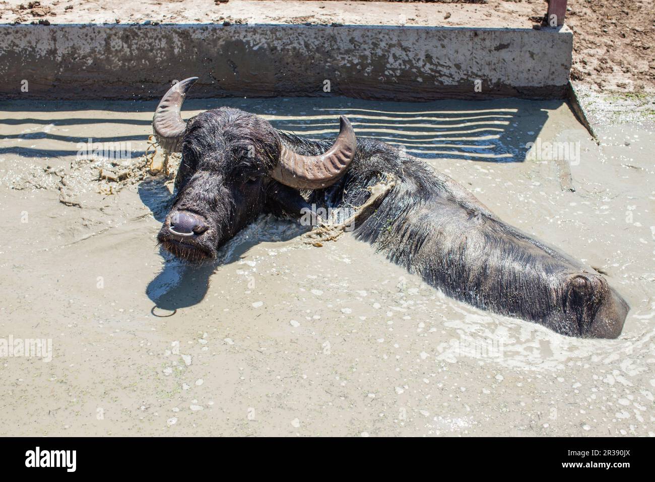 Buffles dans une ferme laitière le jour ensoleillé Banque D'Images