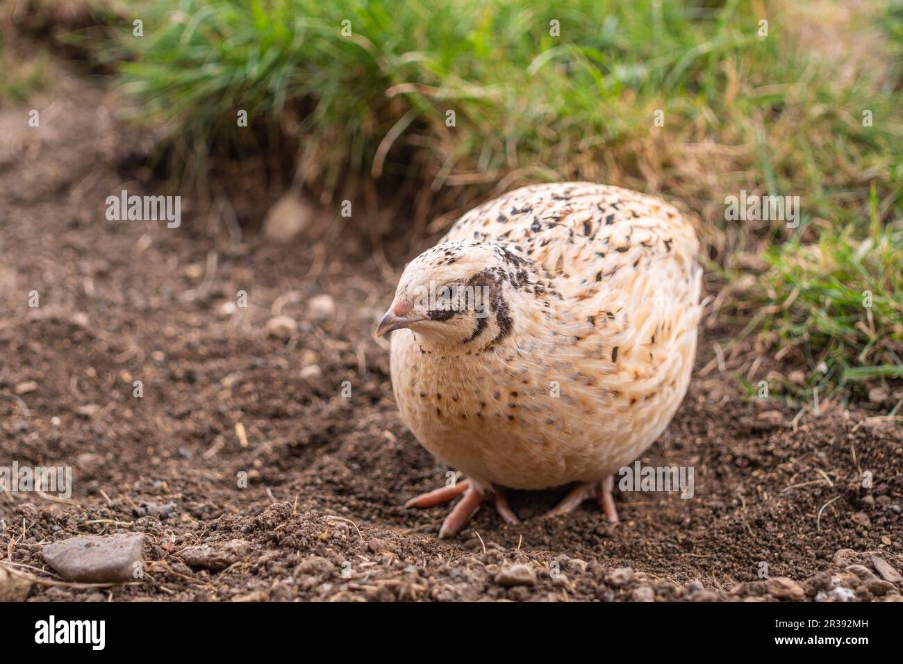 Caille dans l'herbe Banque D'Images