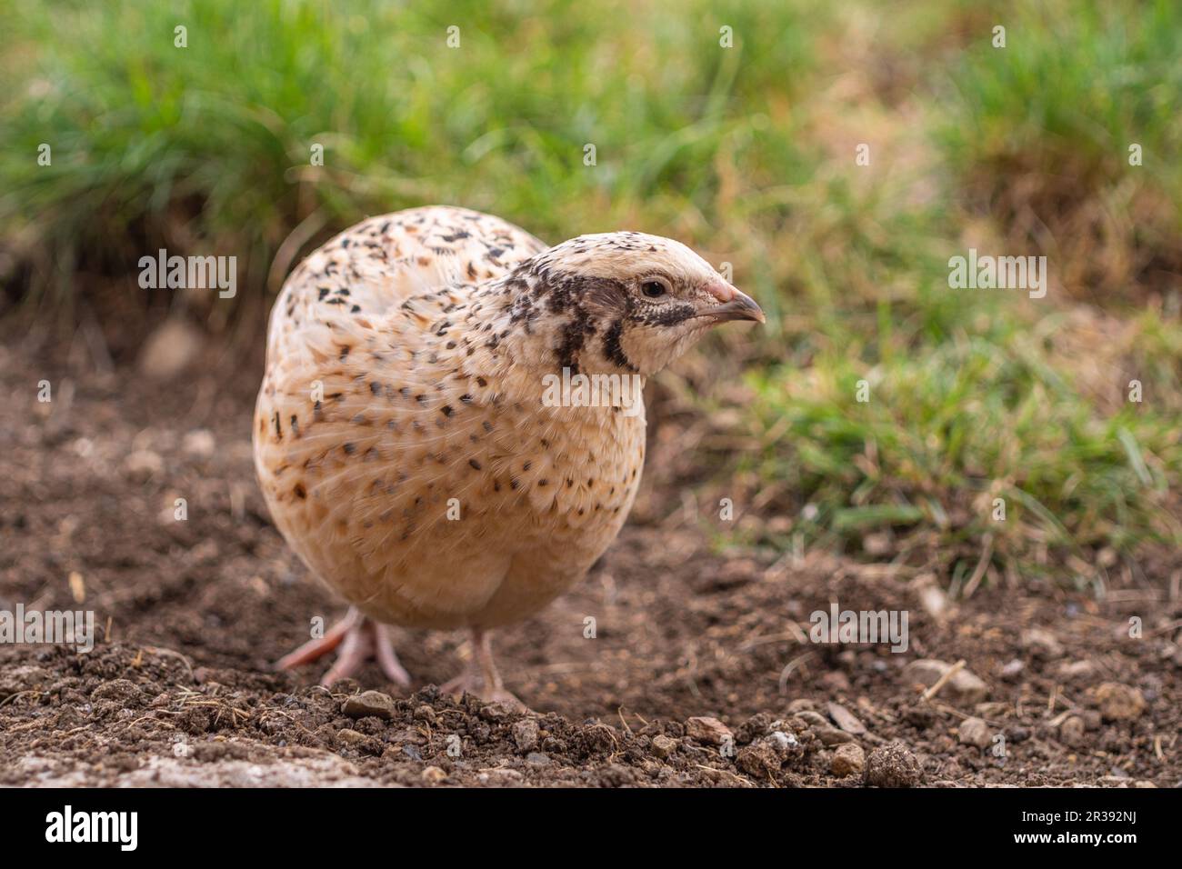 Caille dans l'herbe Banque D'Images