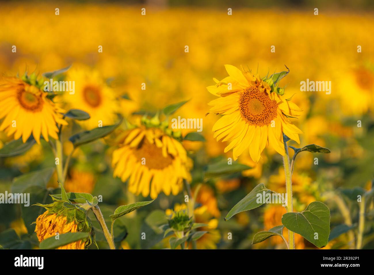 Tournesol Banque D'Images