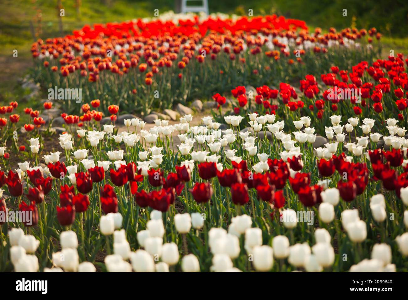 Paysage des pays-Bas bouquet de tulipes sur le terrain Banque D'Images