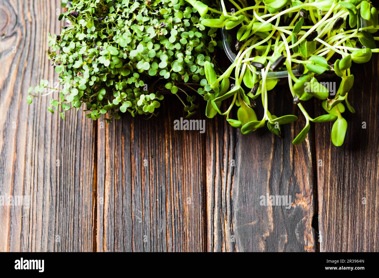 Micro greens Variety vue de dessus sur une table en bois avec espace de copie Banque D'Images