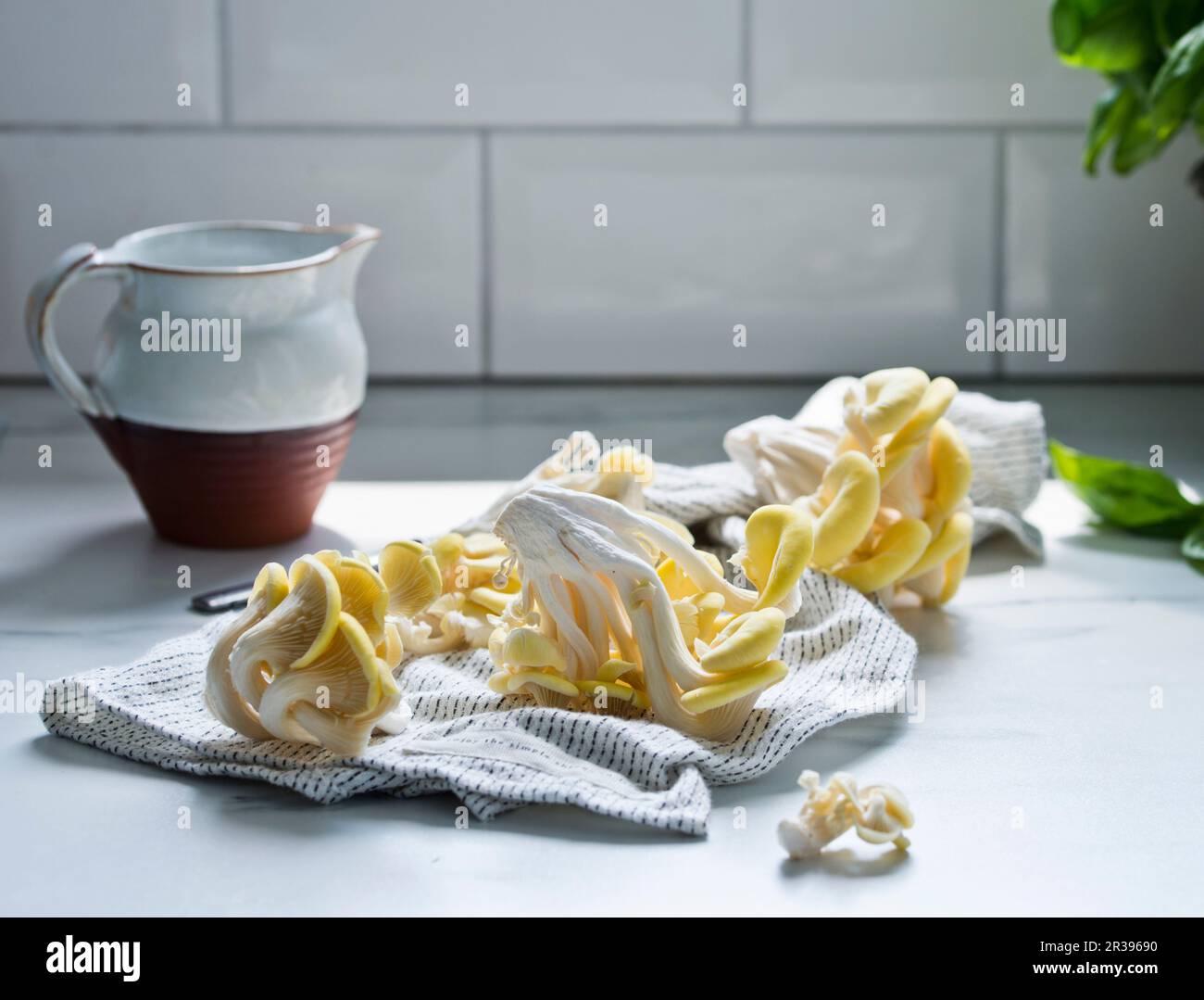 Champignons jaunes d'huîtres sur une serviette de thé Banque D'Images