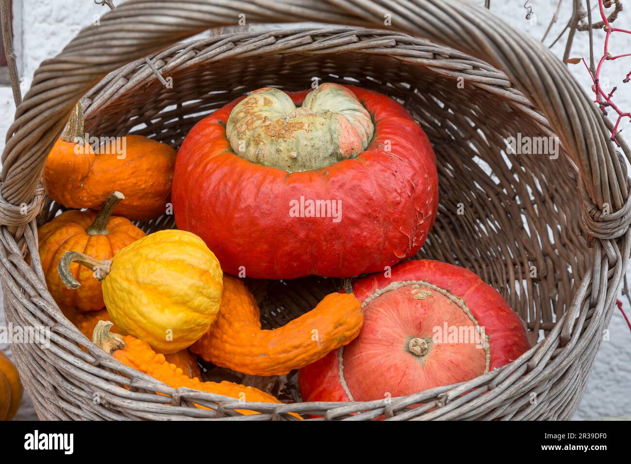 Plusieurs citrouilles différentes dans un panier Banque D'Images