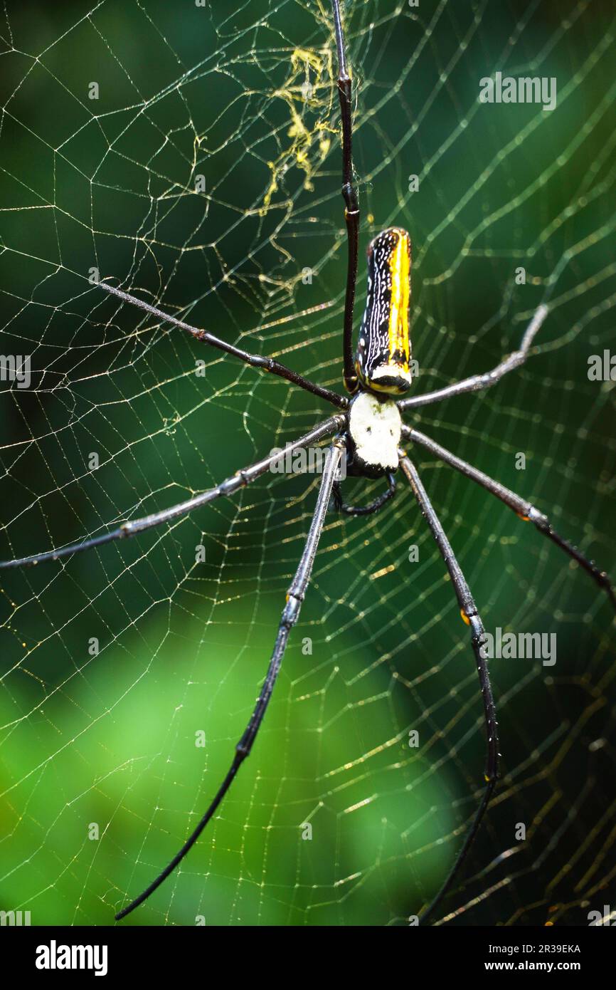 Golden Silk Orb Weaver Spider ou Banana Spider ou Giant Wood Spider ( Nephila Pilipes) assis sur Cobweb avec un fond de jungle vert flou. Banque D'Images