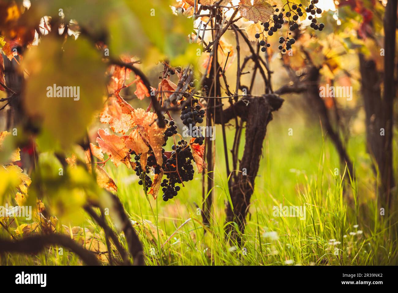 Vieux vignoble avec de l'herbe verte au coucher du soleil Banque D'Images