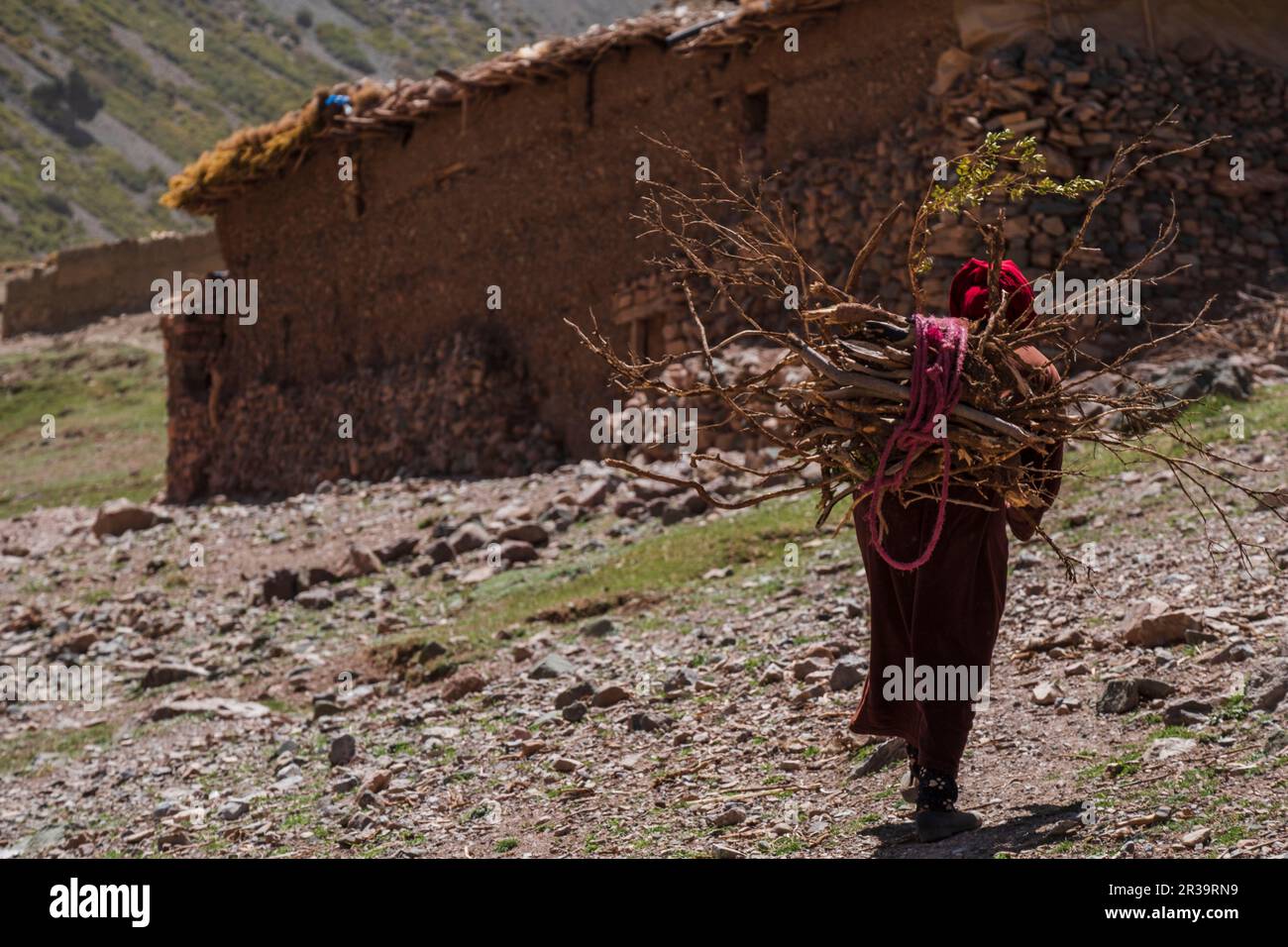 Femme transportant du bois de chauffage, Azib Ikkis, chaîne de montagnes de l'Atlas, maroc, afrique. Banque D'Images