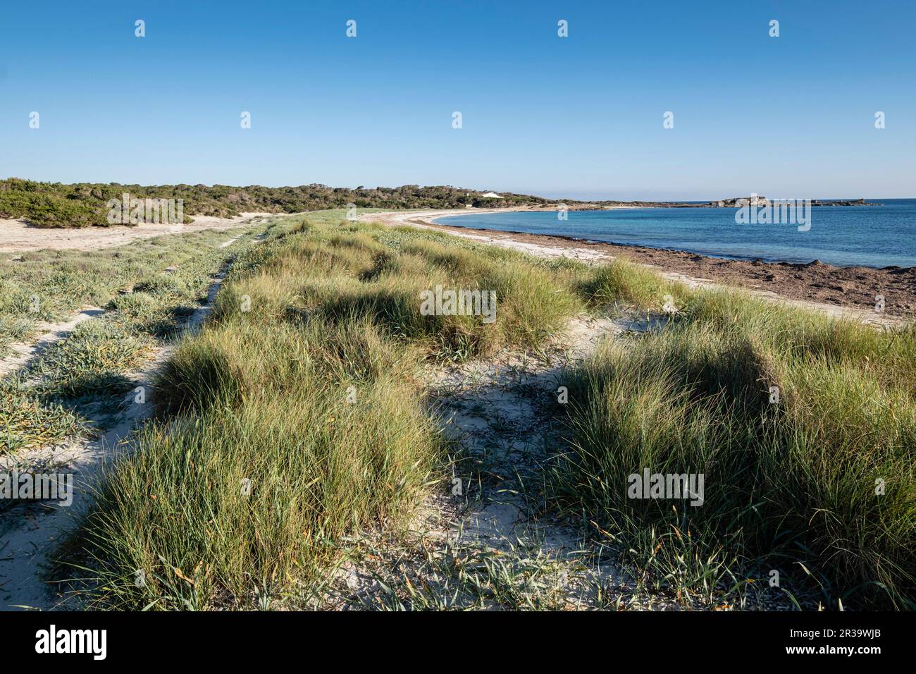 Végétation de dunes, plage es Caragol, commune de Santanyi, Majorque, Iles Baléares, Espagne. Banque D'Images