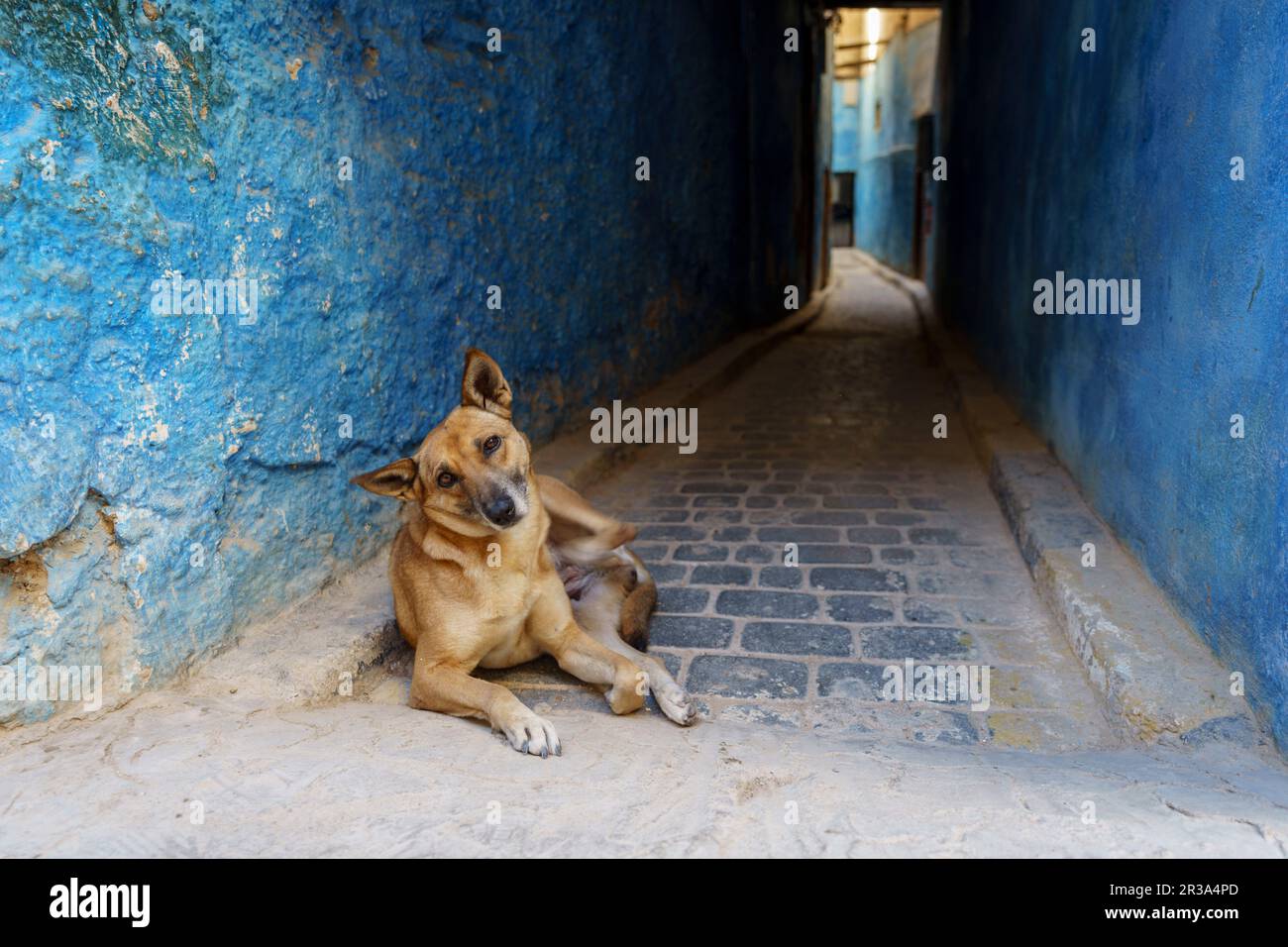 Chien errant dans une allée, Fès el-Bali, Fès, maroc, afrique. Banque D'Images