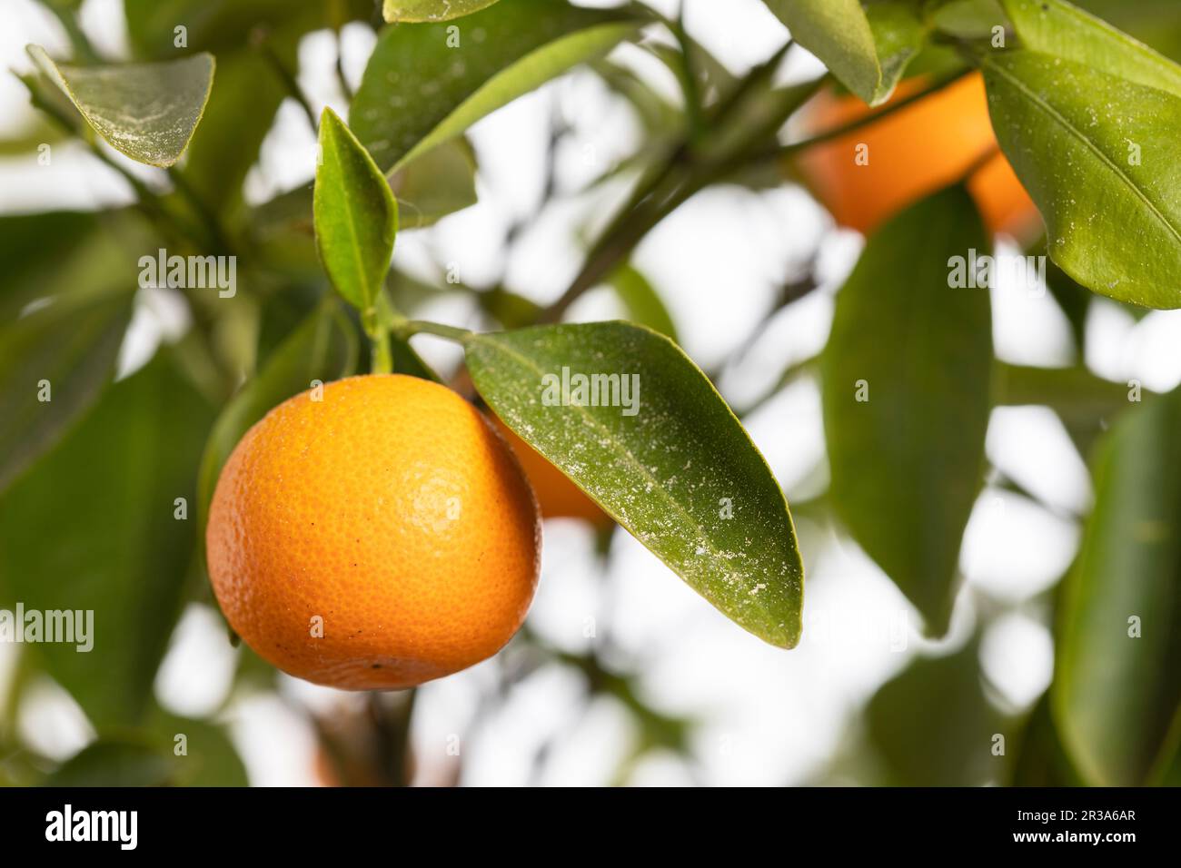 Oranges mûres sur un petit arbre orange Banque D'Images