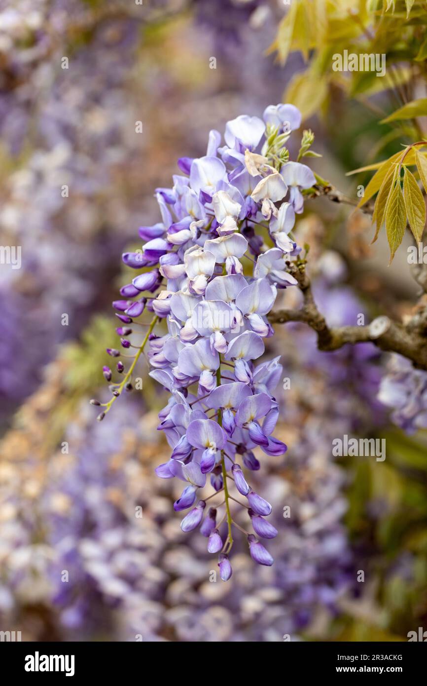Fleurs de wisteria. Banque D'Images
