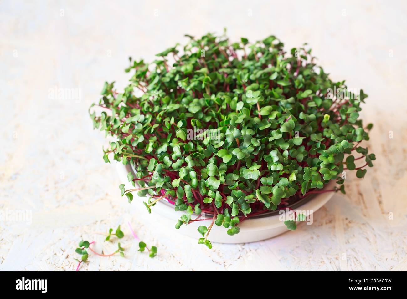 Microverts radis. Germination des Microgreens. Germination des graines à la maison. Vegan et saine alimentation concep Banque D'Images