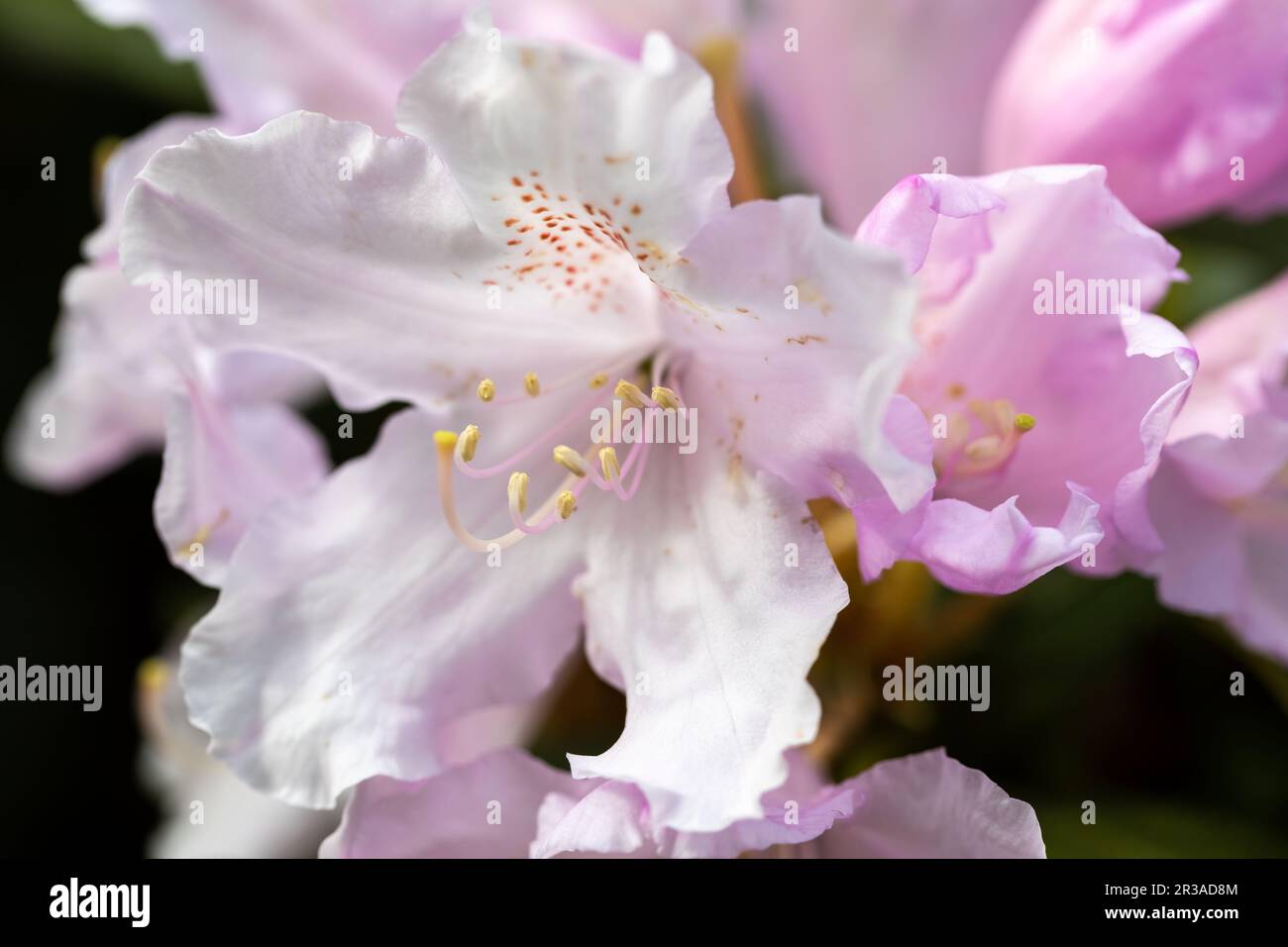 Gros plan des pétales de fleurs de Rhododendron rose et blanc. Banque D'Images
