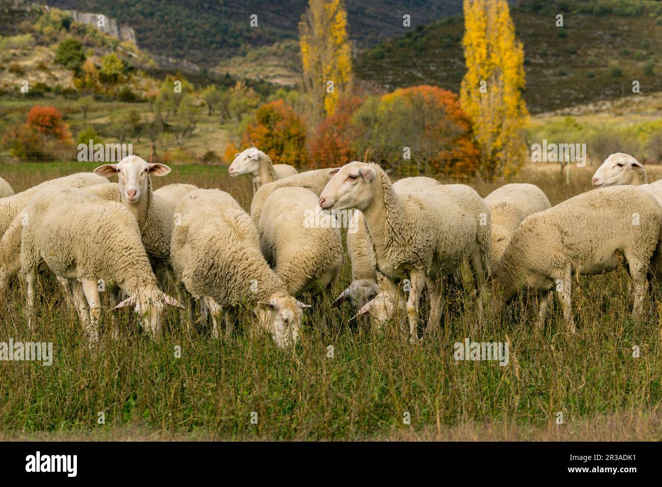 Rebaño de ovejas, Santa María de la Nuez , municipio de Bárcabo, Sobrarbe, Provincia de Huesca, Comunidad Autónoma de Aragón, cordillera de los Pirineos, Espagne, Europe. Banque D'Images