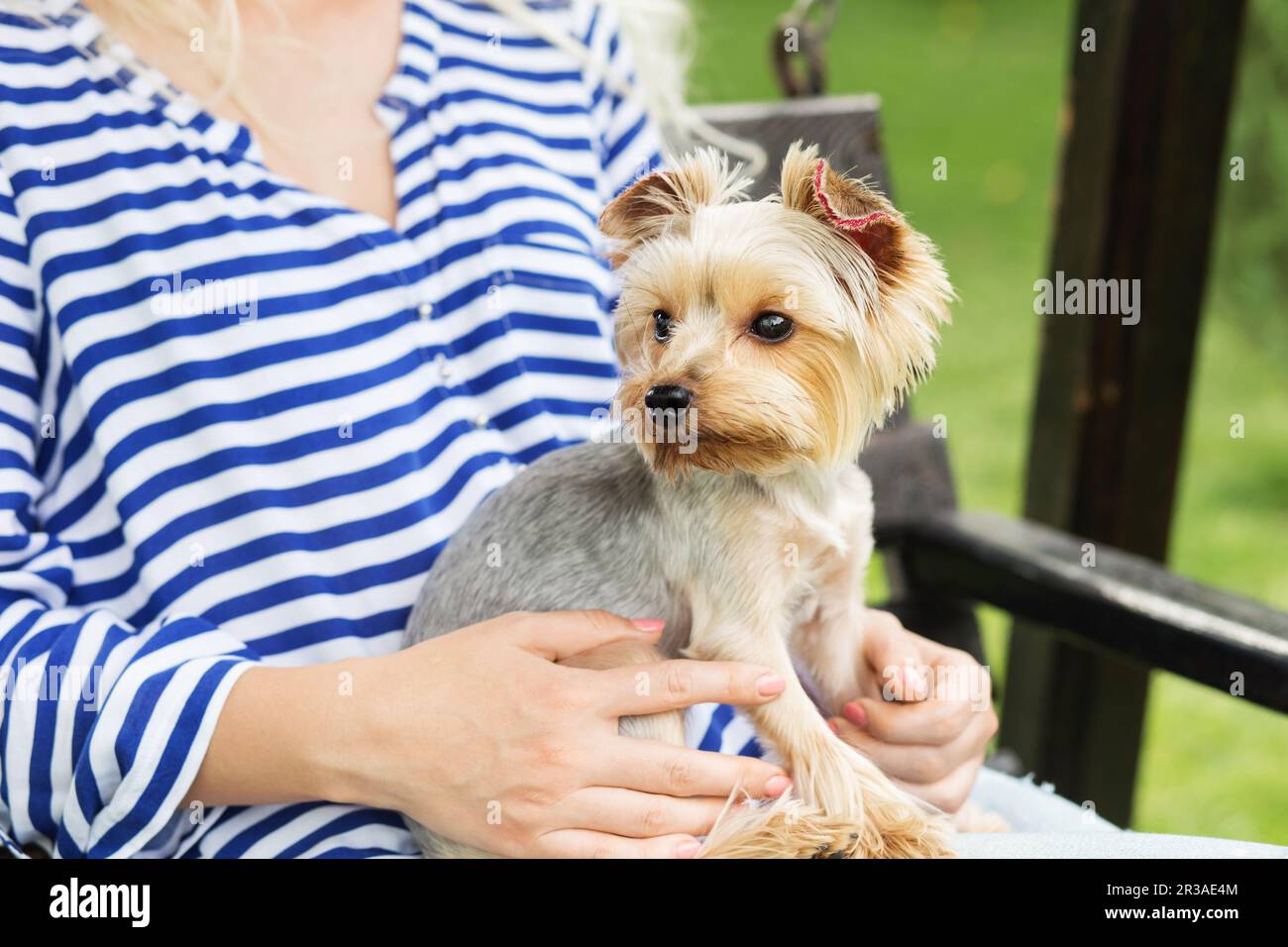 Concevoir des oreilles pour chien. Chien York dans les bras de son propriétaire. Petit chien avec des oreilles ornées de paillettes. Marié Banque D'Images