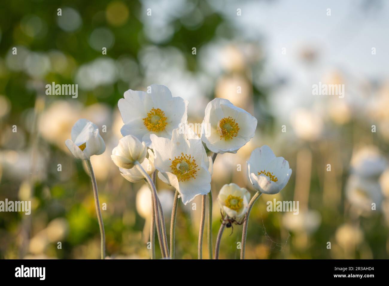 Des anémones en forme de goutte de neige sur la côte de l'île de Kassari, dans la mer Baltique. Fleur de neige. Banque D'Images