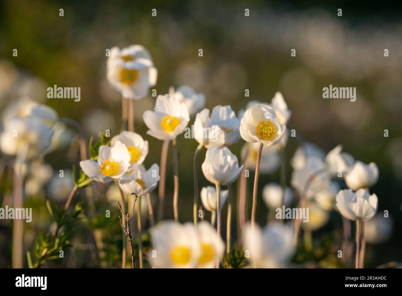 Des anémones en forme de goutte de neige sur la côte de l'île de Kassari, dans la mer Baltique. Fleur de neige. Banque D'Images