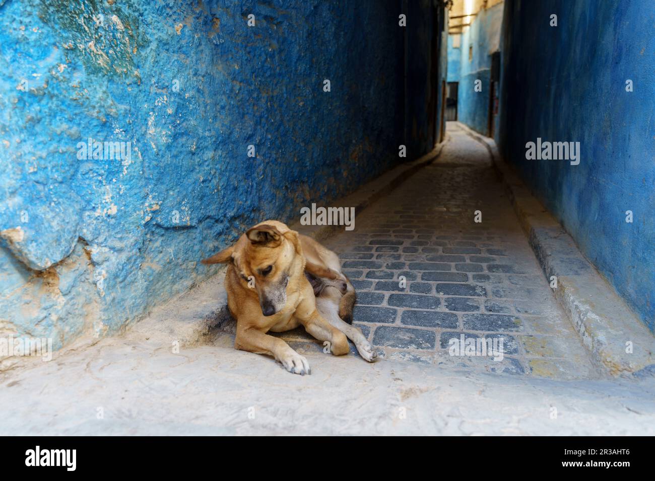 Chien errant dans une allée, Fès el-Bali, Fès, maroc, afrique. Banque D'Images