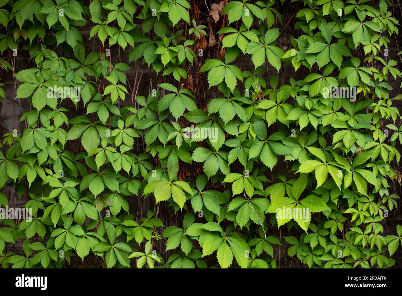 Texture de la paroi en feuilles vertes pour un motif toile de fond et un mur écologique Banque D'Images