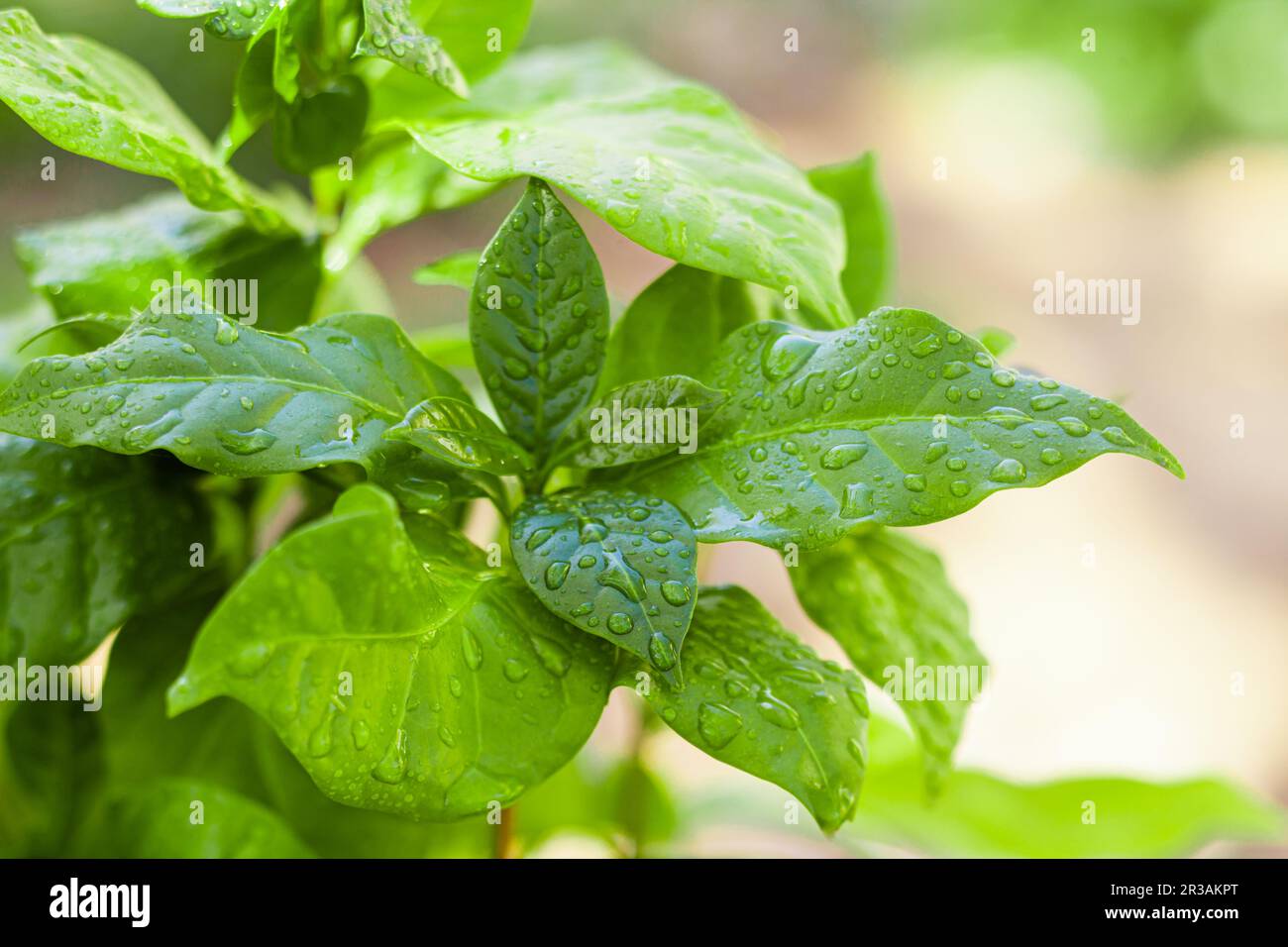 Feuilles vertes de plante de café couvertes de gouttes d'eau Banque D'Images