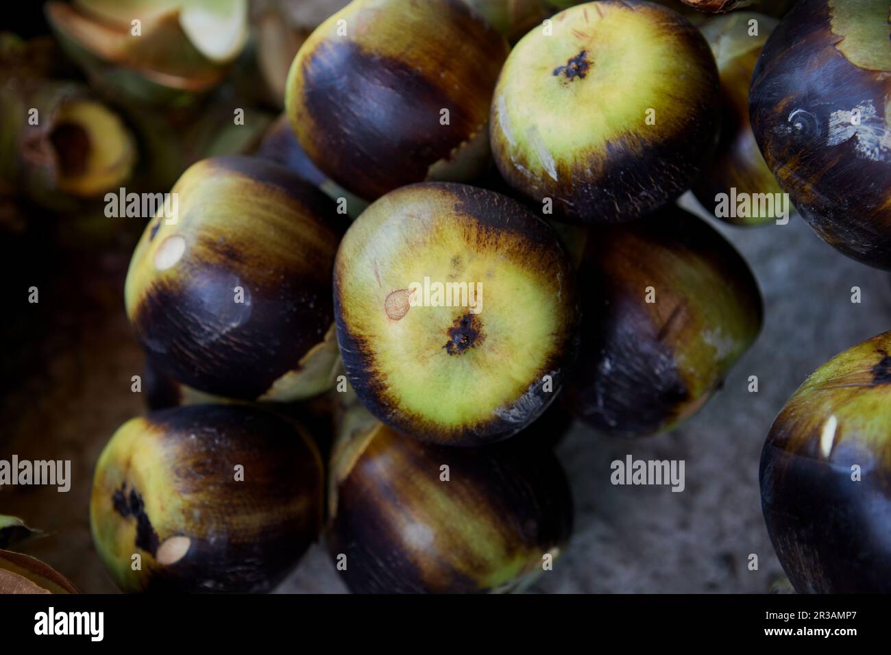 Bouquet de palmier Palmyra mûr ou de palmier toddy Banque D'Images