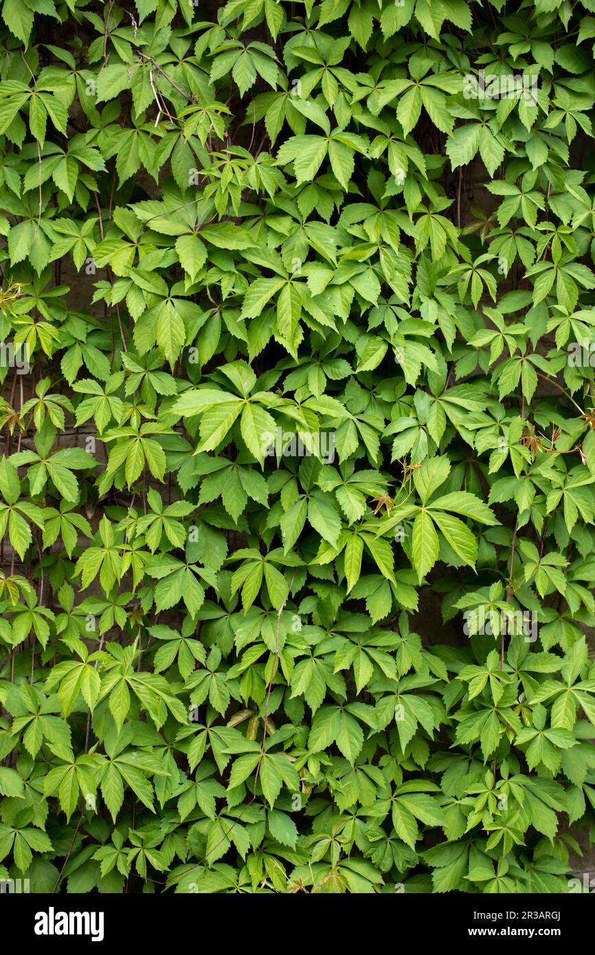 Texture de la paroi en feuilles vertes pour un motif toile de fond et un mur écologique Banque D'Images