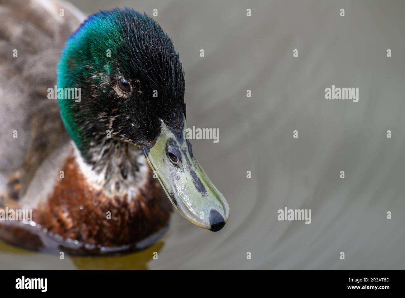 Un seul portrait de canard colvert Banque D'Images