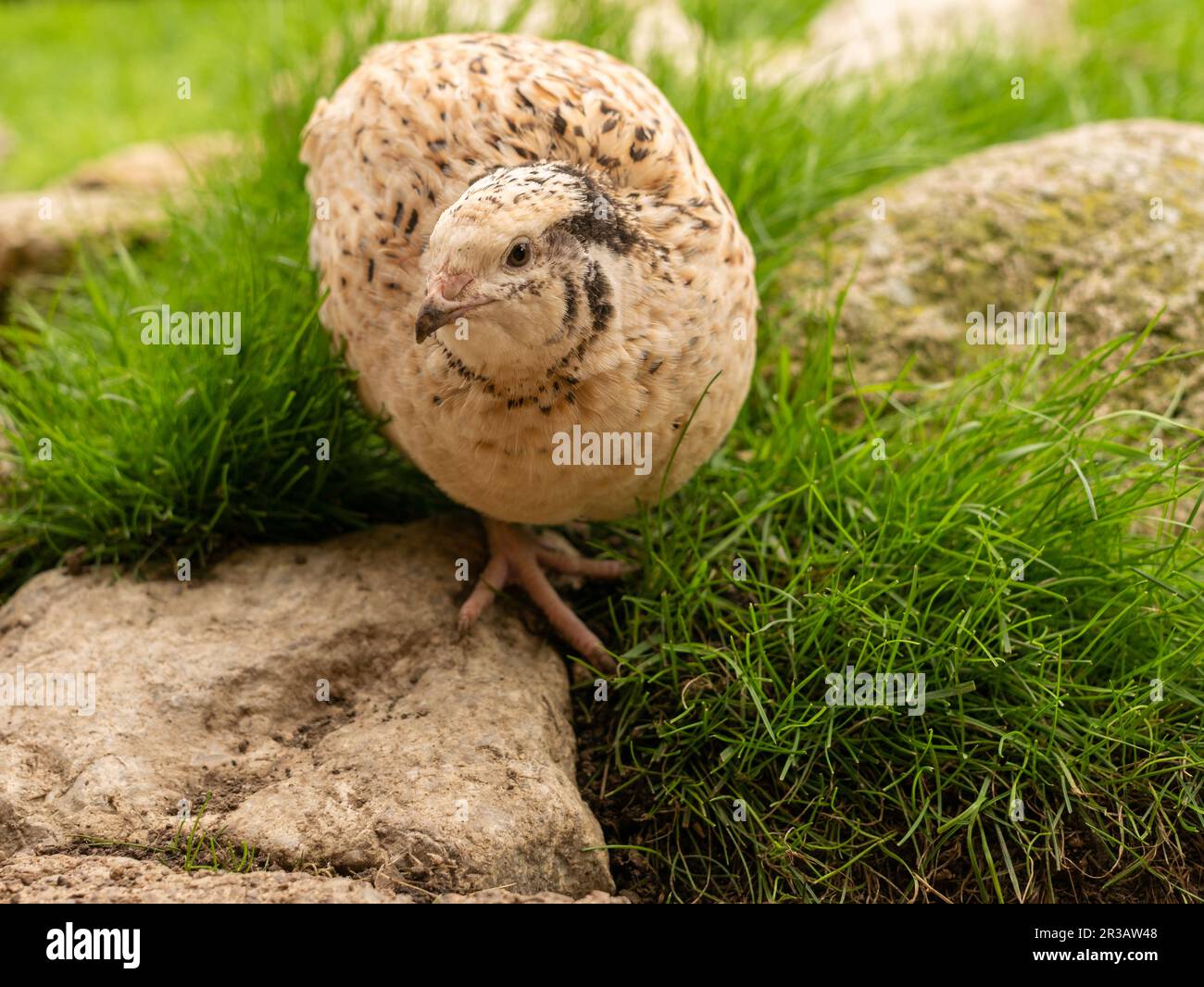 Caille dans l'herbe Banque D'Images