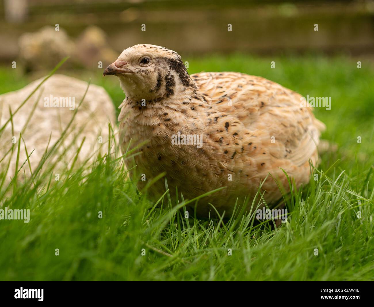 Caille dans l'herbe Banque D'Images