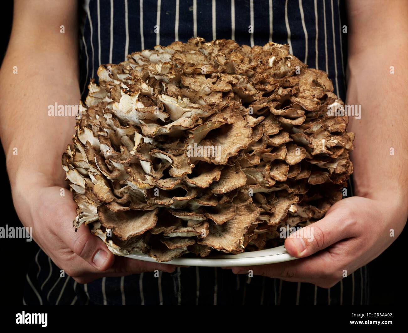 Poule des bois', Mushroom (Grifola frondosa) Banque D'Images