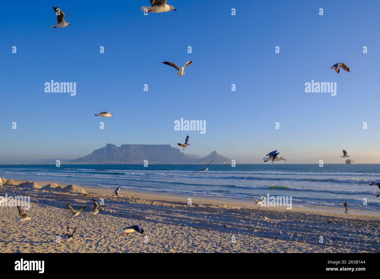 Afrique du Sud, province du Cap occidental, Flock de mouettes volant sur une plage de sable avec Table Mountain en arrière-plan Banque D'Images