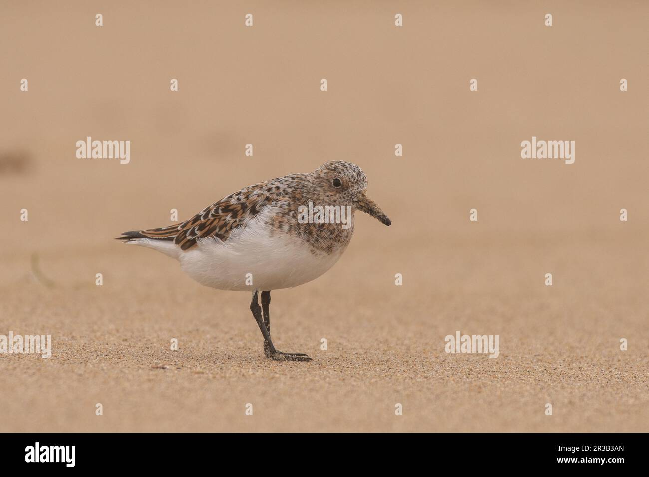 Sanderling marche sur la plage Banque D'Images