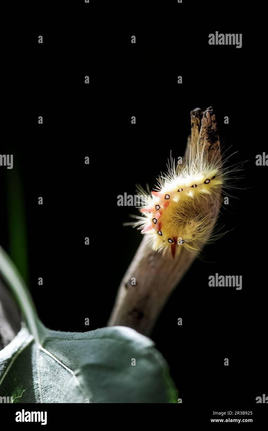 Sycamore (Acronicta aceris) caterpillar rampant sur la branche Banque D'Images