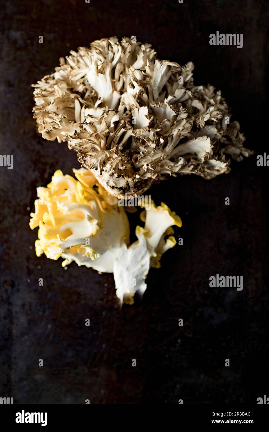 Un champignon huître jaune et un champignon maitake Banque D'Images