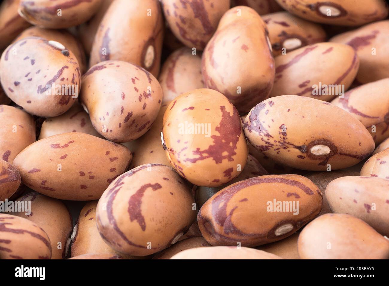 Gros plan sur les haricots borlotti séchés Banque D'Images